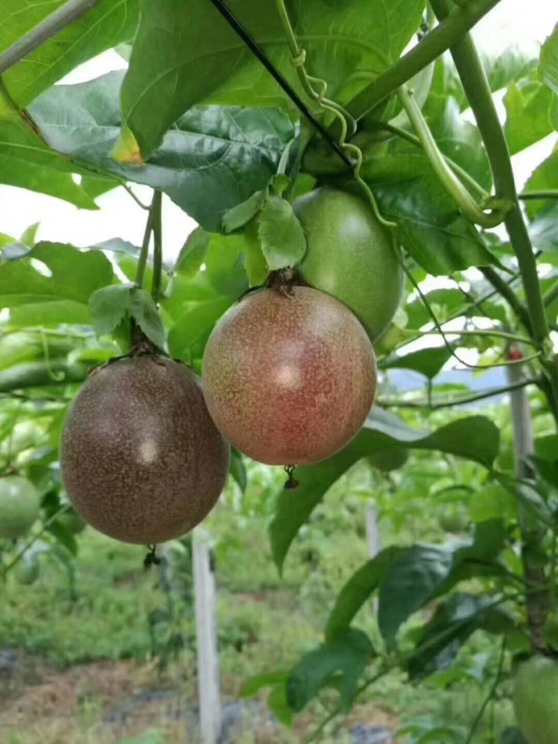 赣南生态优品百香果，果园直供