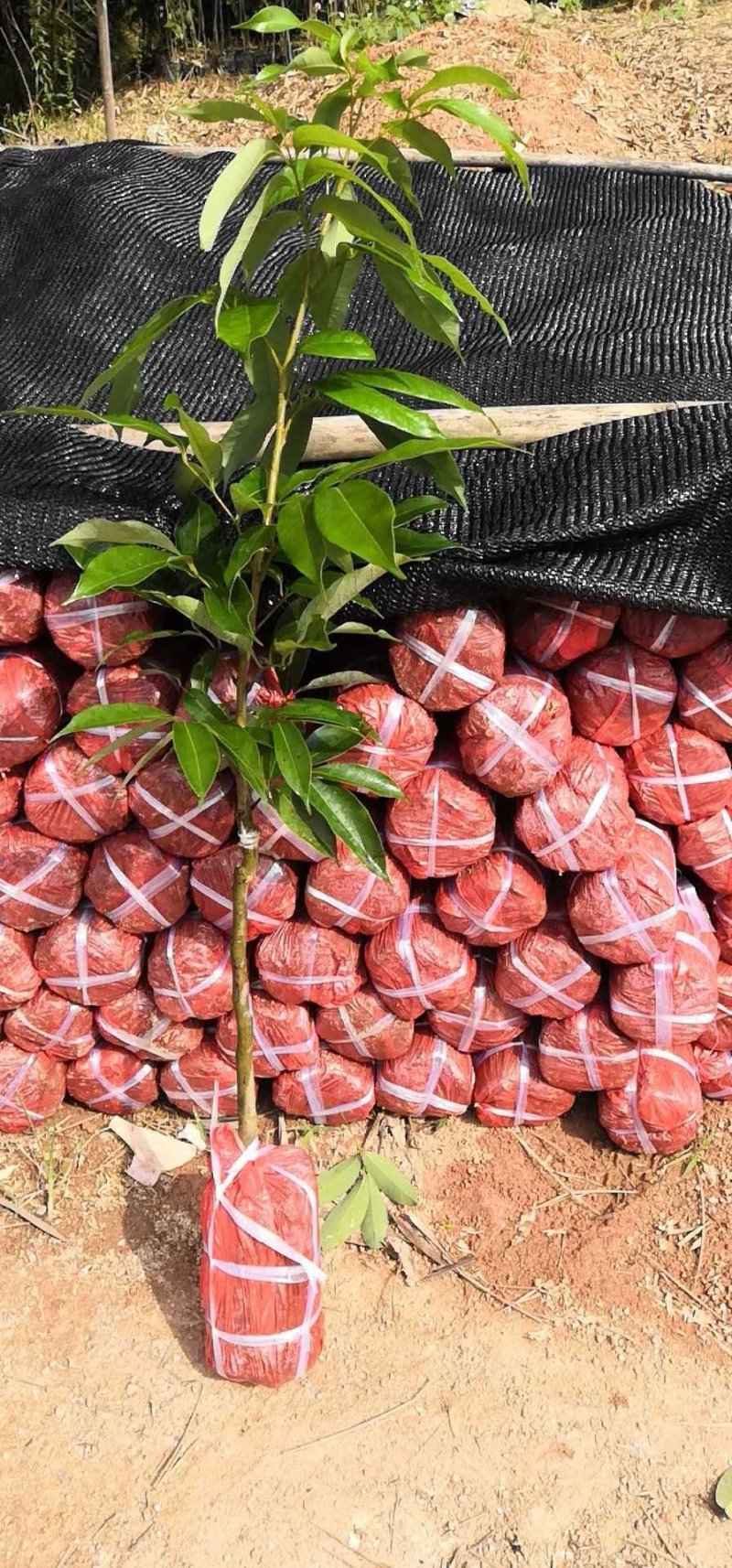 妃子笑荔枝苗，一骑红尘妃子笑，产量高，早熟品种