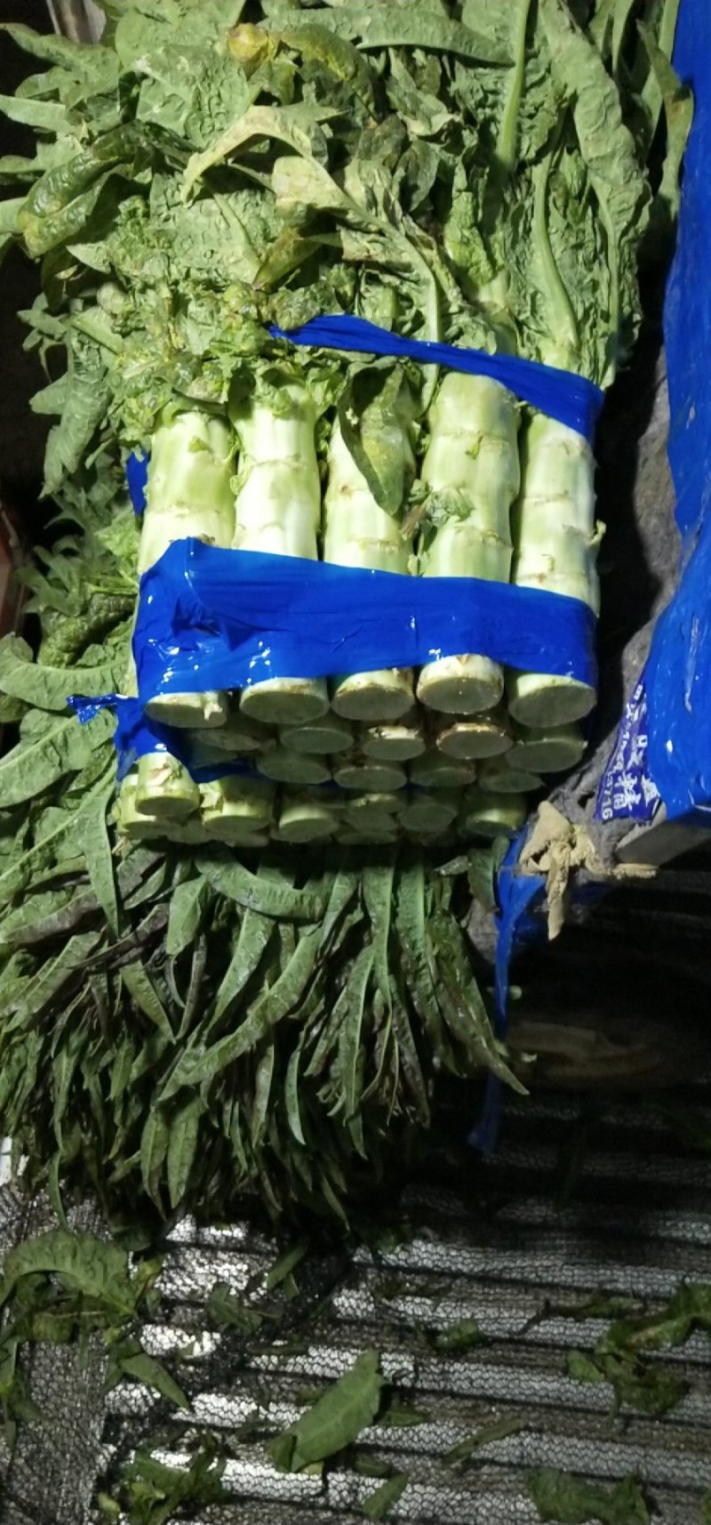 尖叶莴笋青皮青肉刚上市