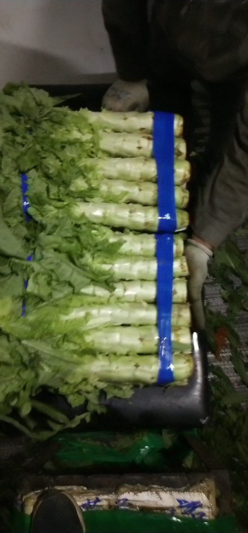 尖叶莴笋青皮青肉刚上市