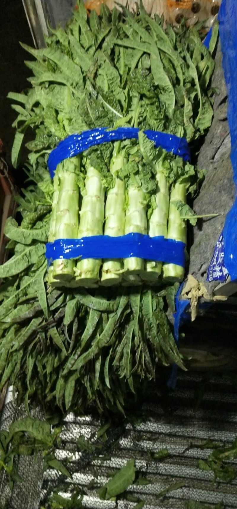 尖叶莴笋青皮青肉刚上市