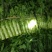 尖叶莴笋青皮青肉刚上市