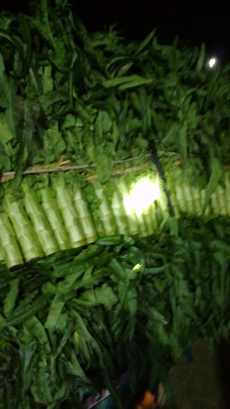 尖叶莴笋青皮青肉刚上市