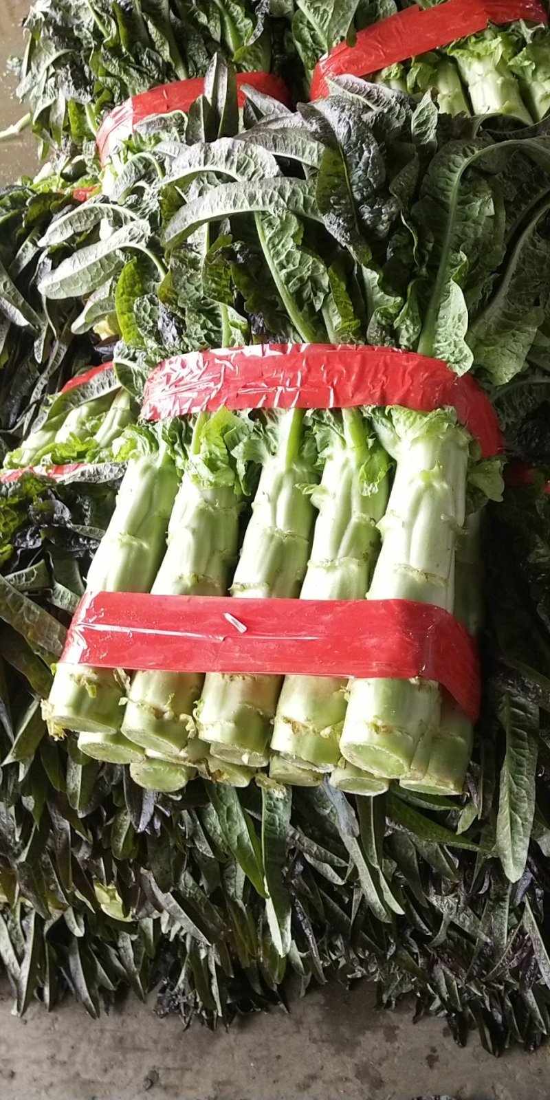 尖叶莴笋青皮青肉刚上市