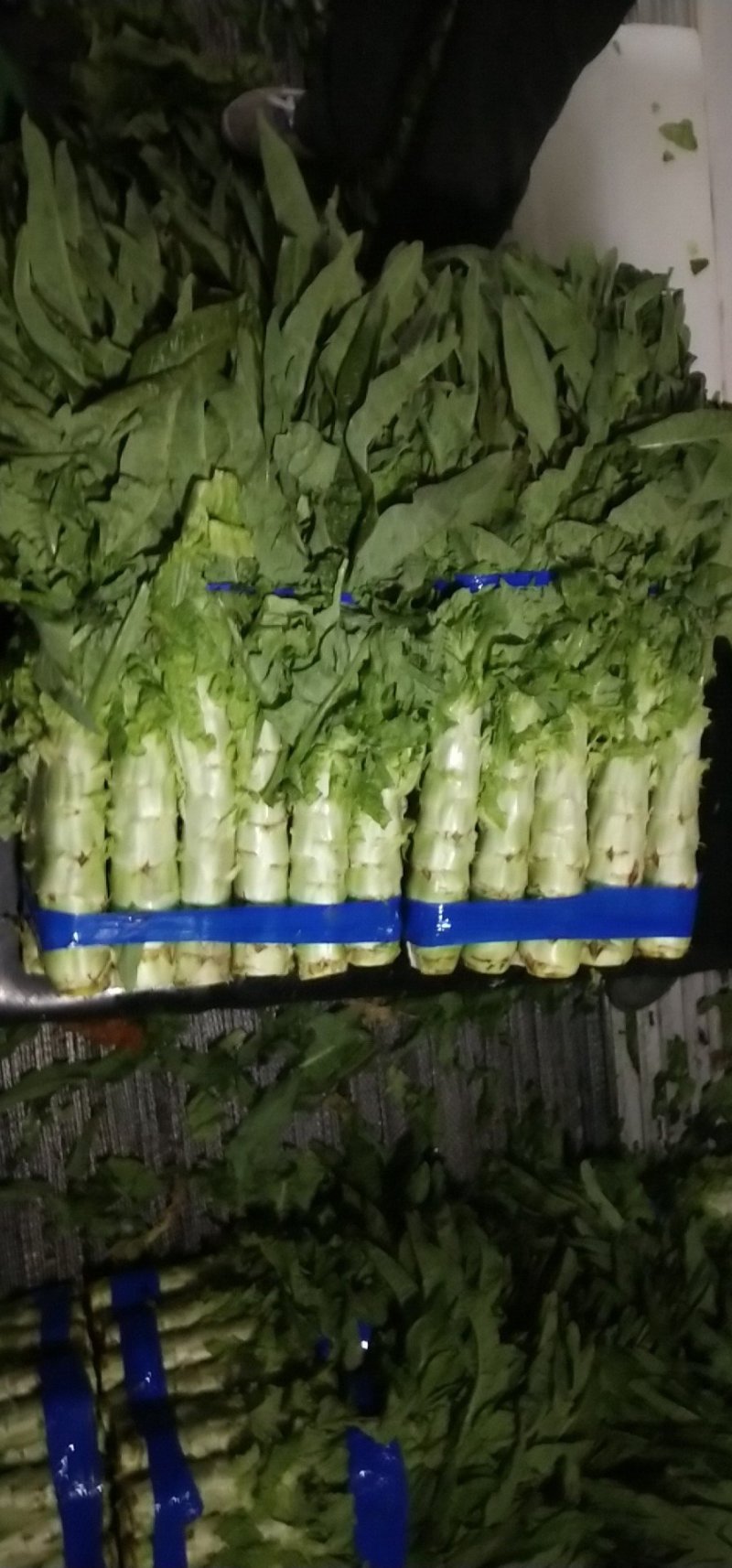 尖叶莴笋青皮青肉刚上市