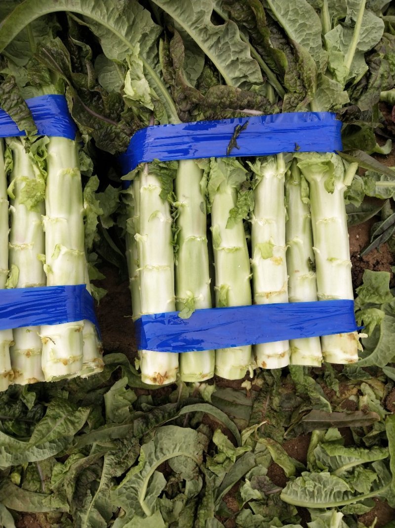 尖叶莴笋青皮青肉刚上市