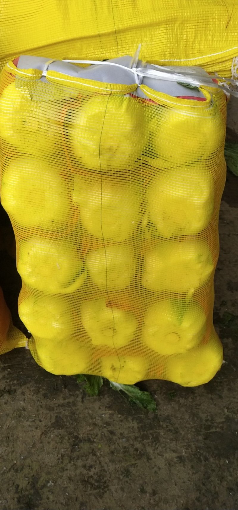黄心大白菜陆地面积大质量好