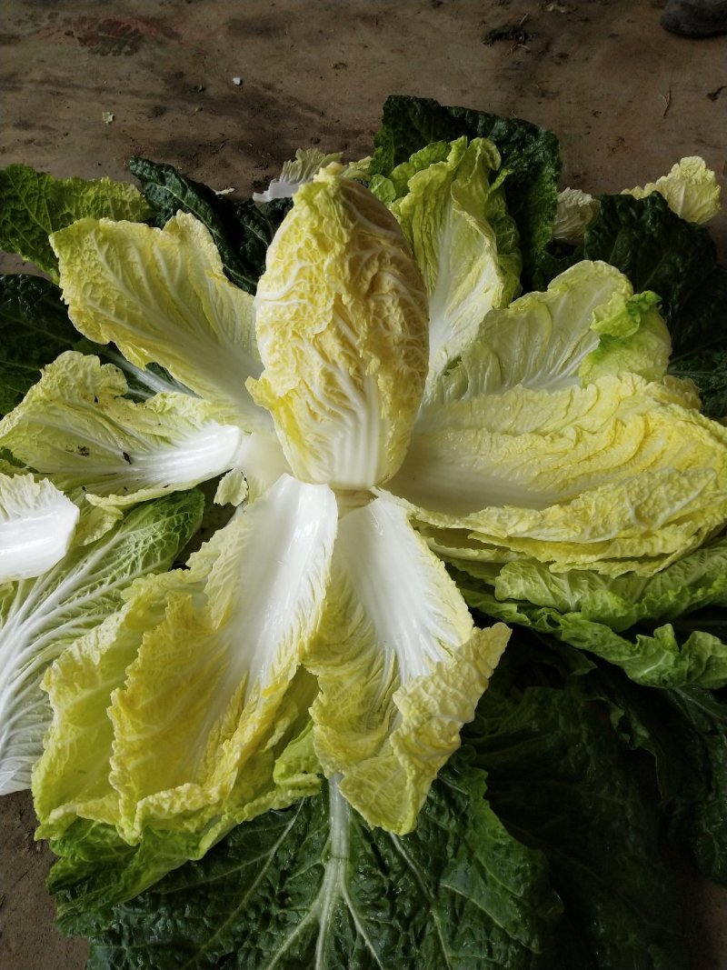 黄心大白菜陆地面积大质量好