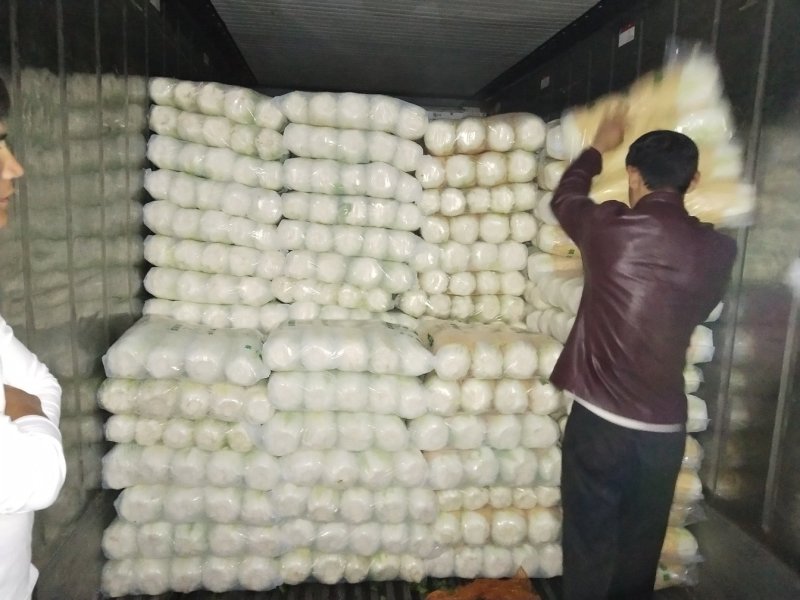 黄心大白菜陆地面积大质量好