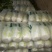 黄心大白菜陆地面积大质量好