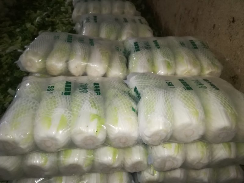 黄心大白菜陆地面积大质量好
