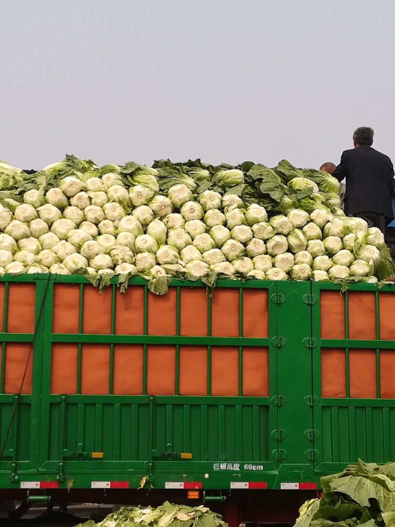 黄心大白菜陆地面积大质量好