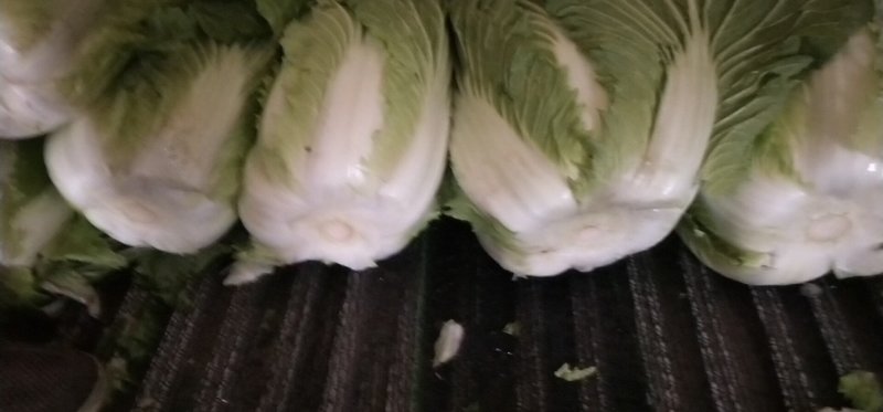 黄心大白菜陆地面积大质量好