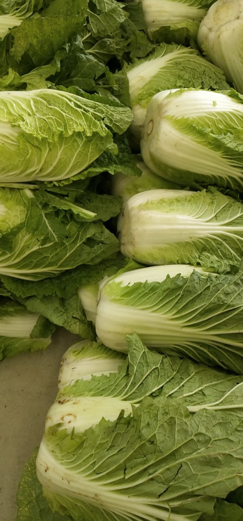黄心大白菜陆地面积大质量好