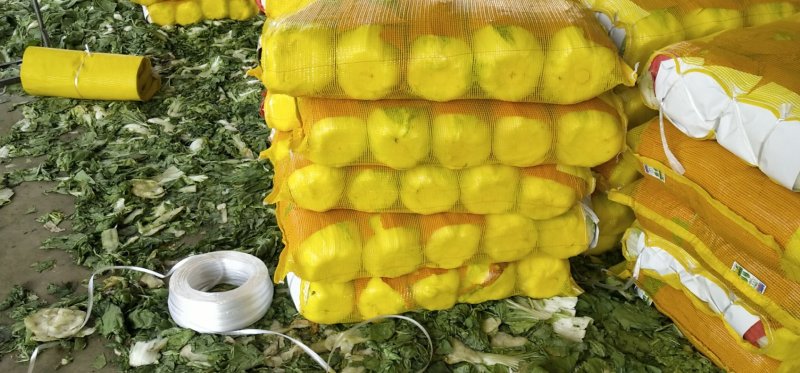 黄心大白菜陆地面积大质量好