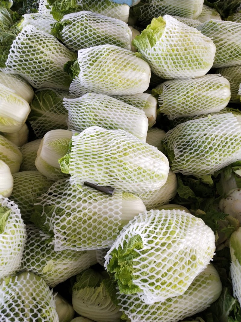 黄心大白菜陆地面积大质量好