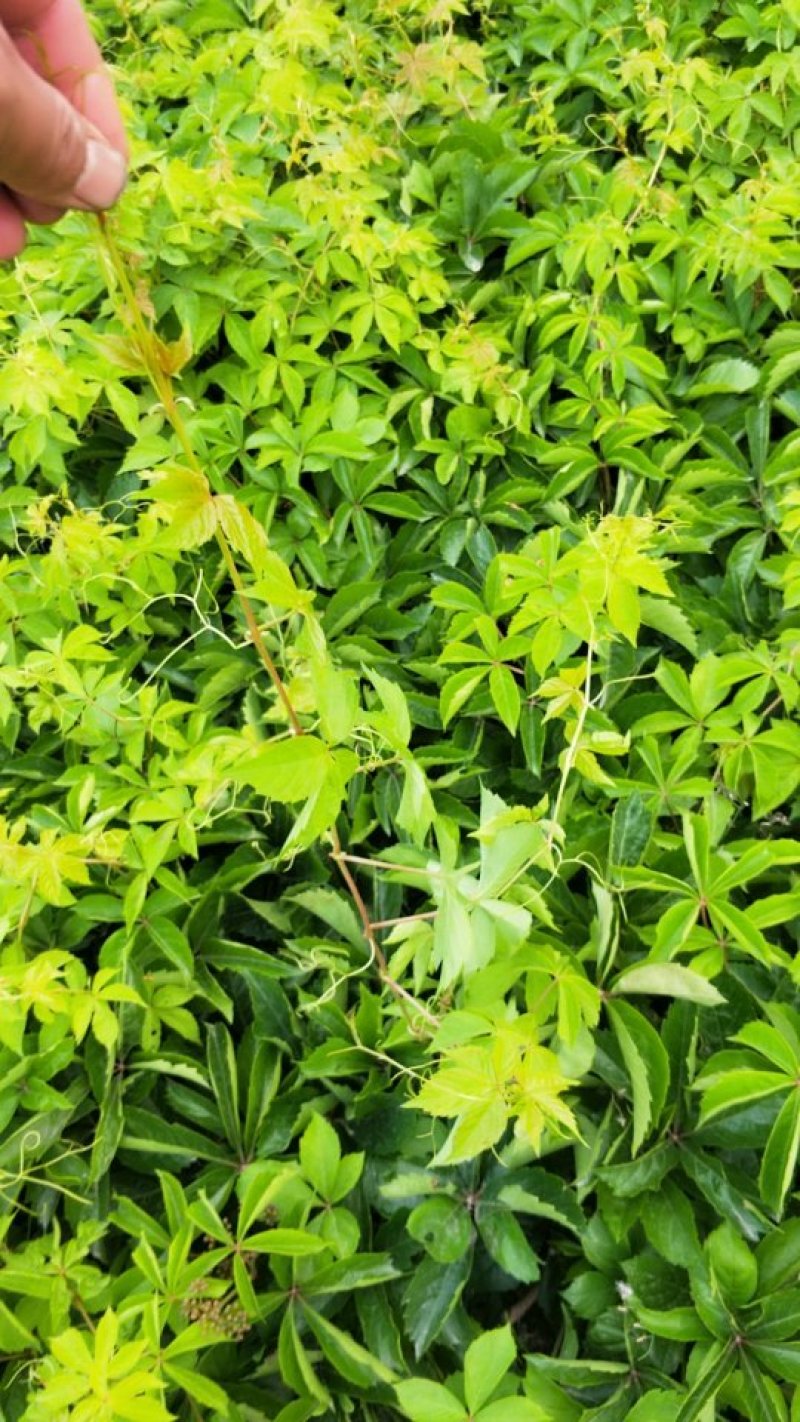 装盆爬山虎，高度可选