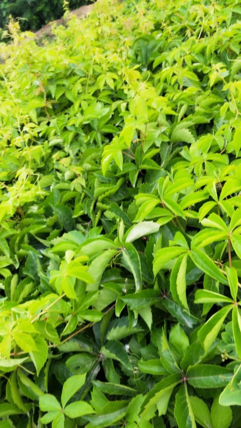 装盆爬山虎，高度可选