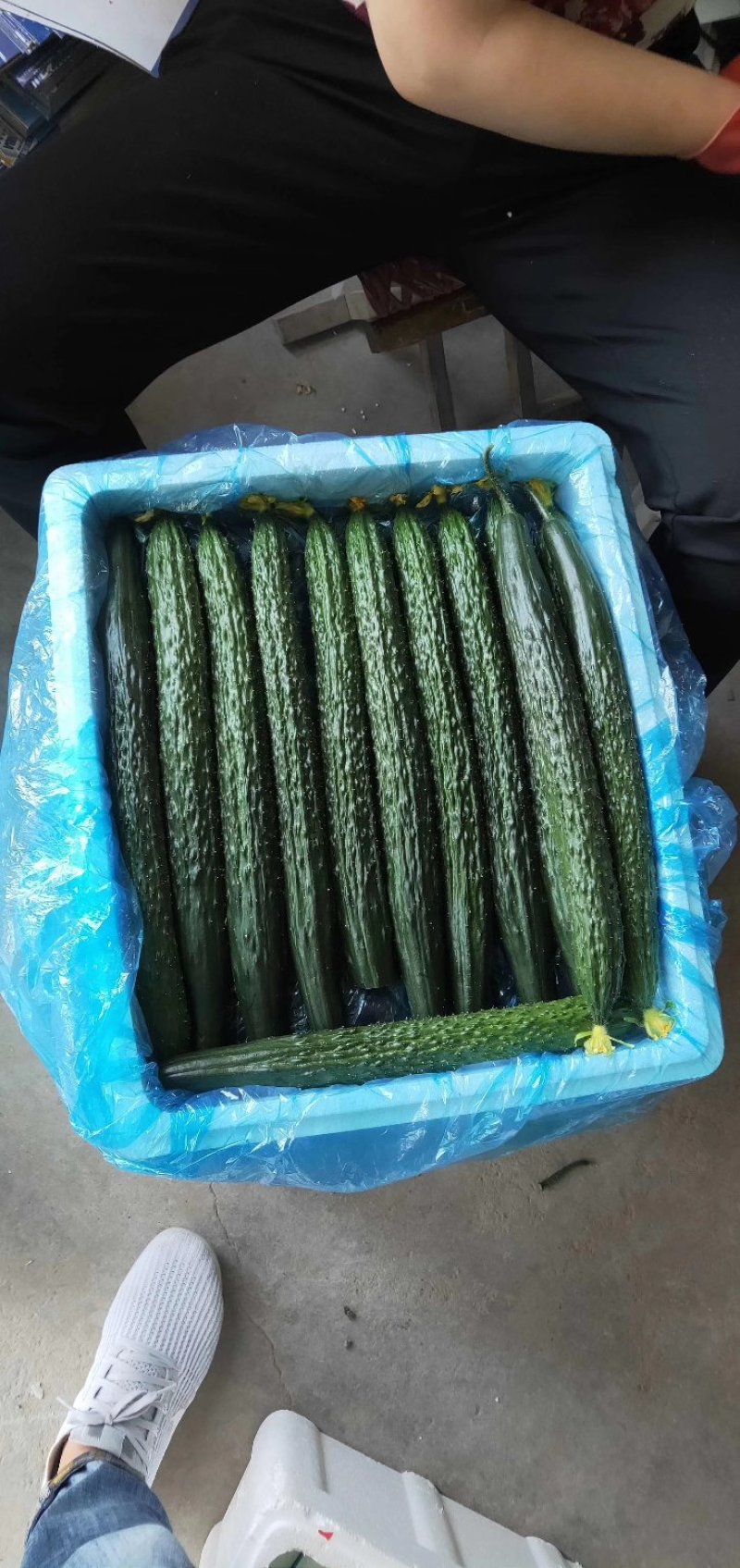 露天青瓜，质量保证，产地直发，一手货源！