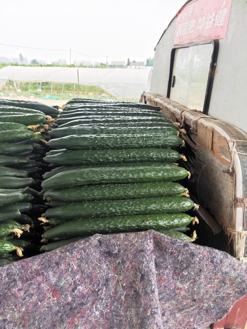 露天青瓜，质量保证，产地直发，一手货源！