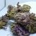 芙蓉花供应上千种中药材