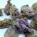 芙蓉花供应上千种中药材