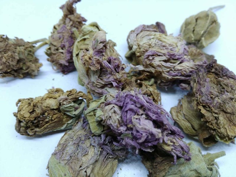 芙蓉花供应上千种中药材