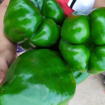 太空椒，圆椒，尖椒