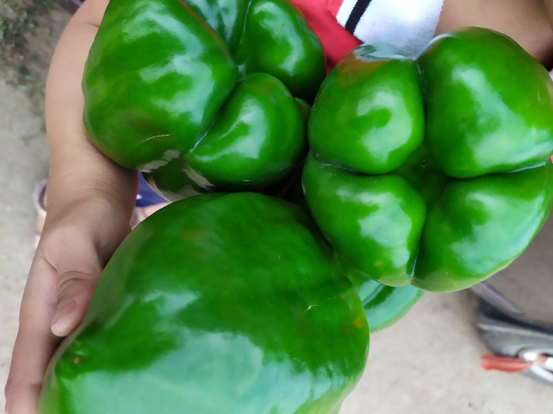 太空椒，圆椒，尖椒