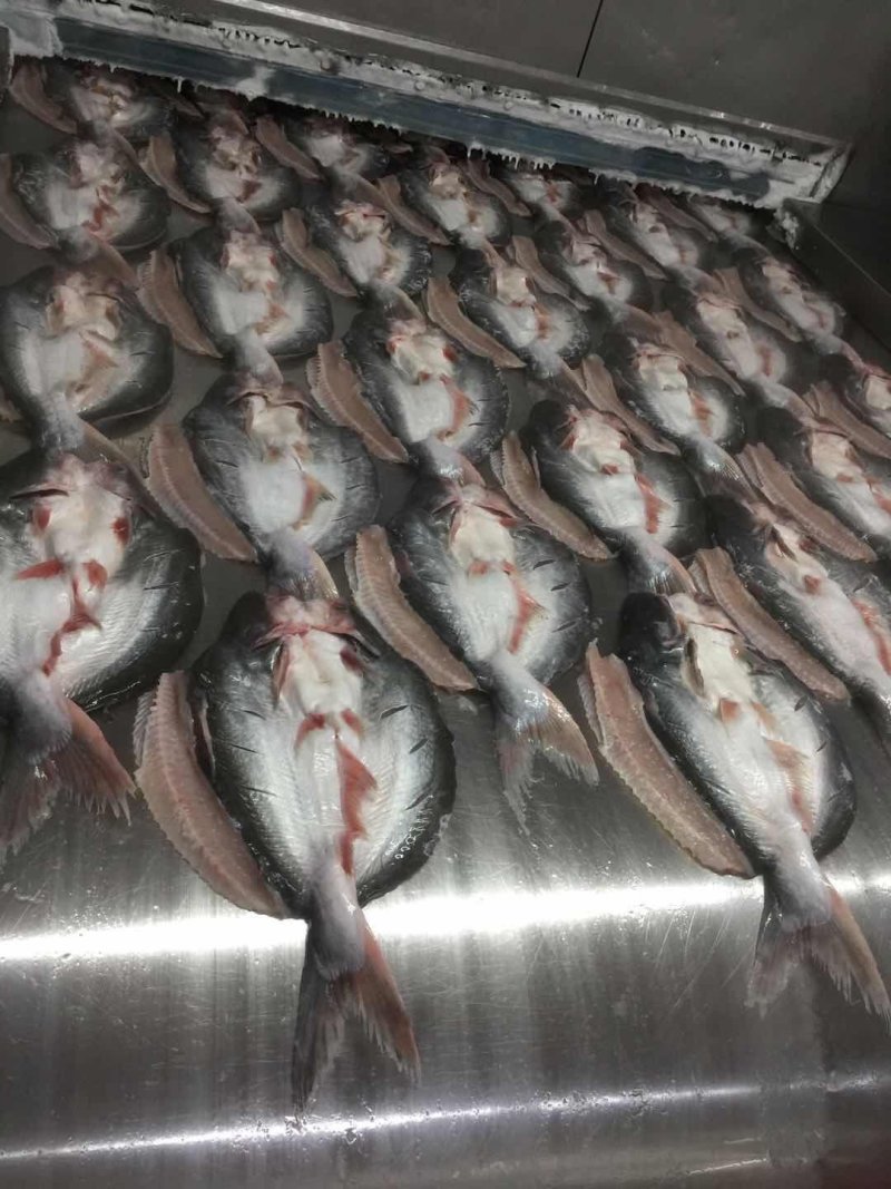越南正关开背腌制巴沙鱼（探鱼同款质量）