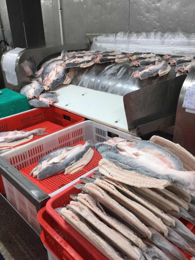 越南正关开背腌制巴沙鱼（探鱼同款质量）
