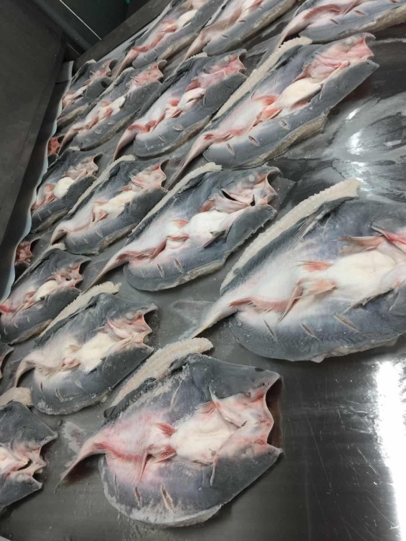 越南正关开背腌制巴沙鱼（探鱼同款质量）