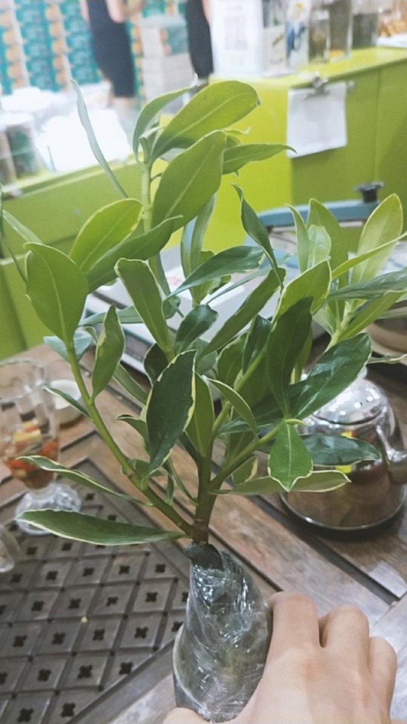 金边瑞香盆栽绿植金边瑞香盆栽花卉瑞香花苗花期长耐寒耐热