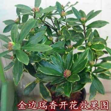 金边瑞香盆栽绿植金边瑞香盆栽花卉瑞香花苗花期长耐寒耐热