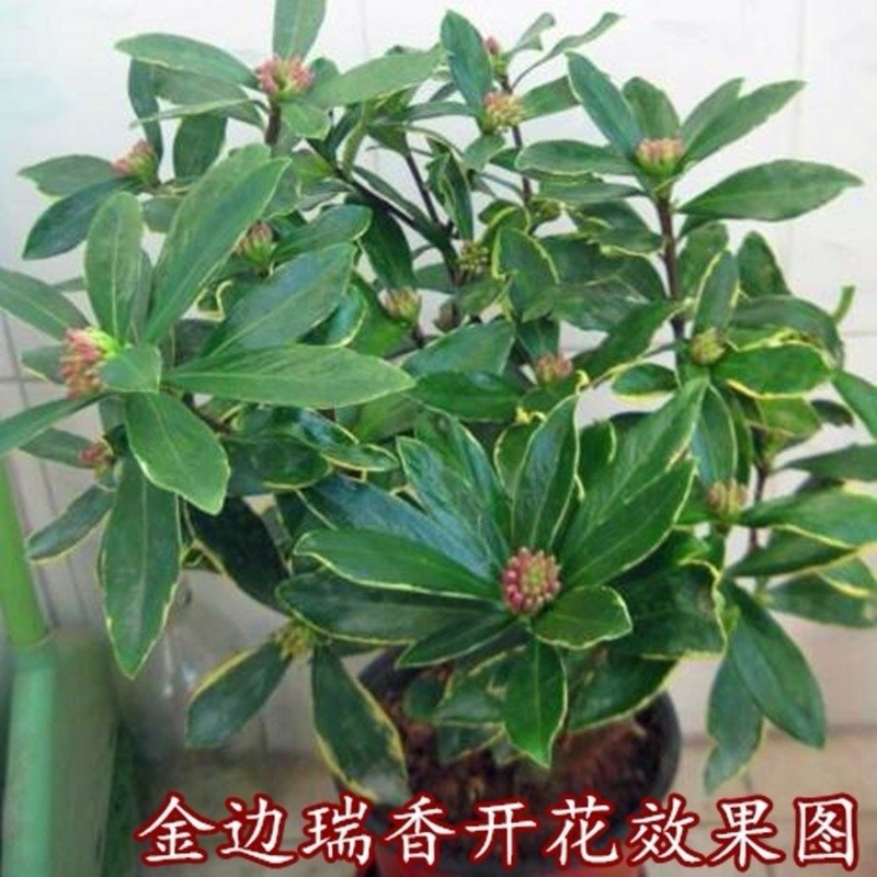 金边瑞香盆栽绿植金边瑞香盆栽花卉瑞香花苗花期长耐寒耐热