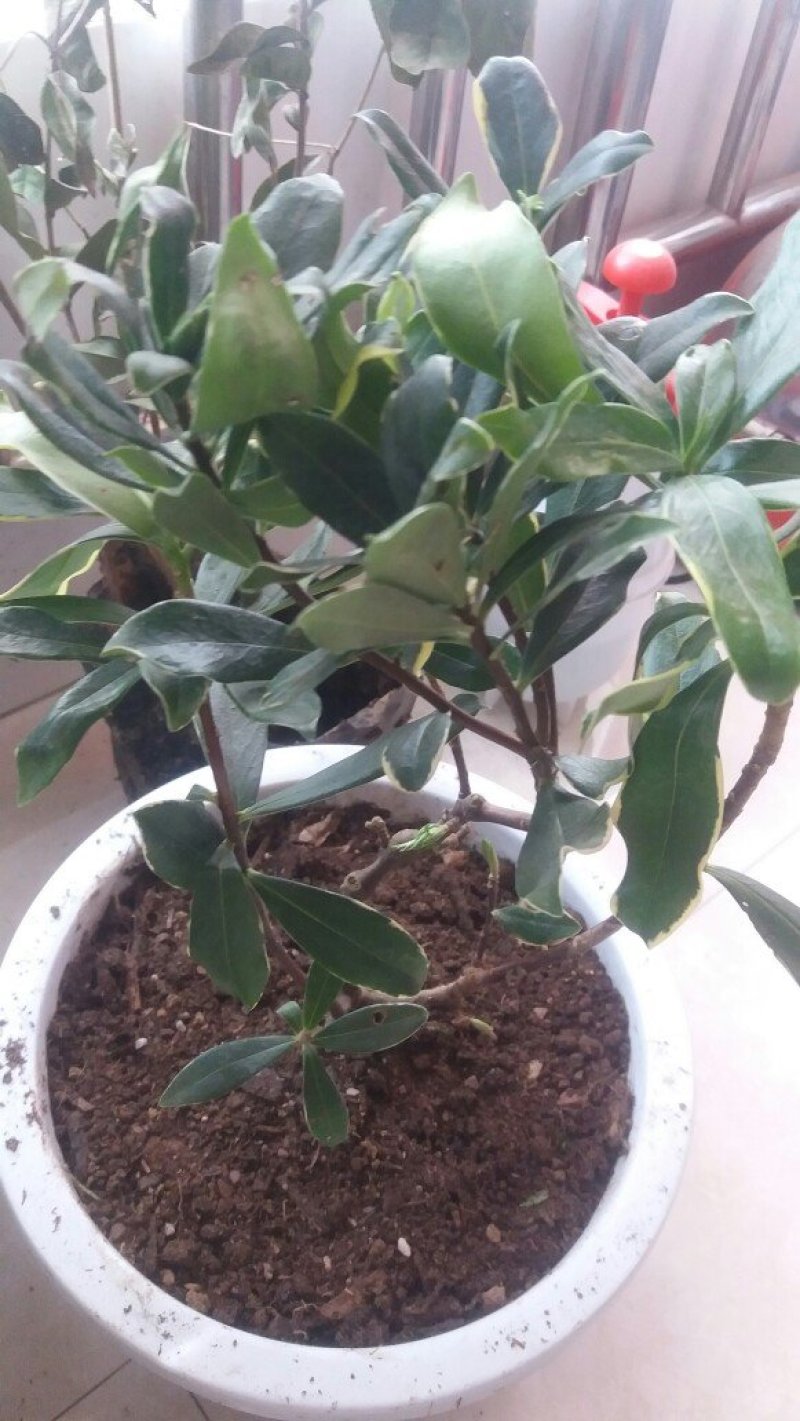 金边瑞香盆栽绿植金边瑞香盆栽花卉瑞香花苗花期长耐寒耐热
