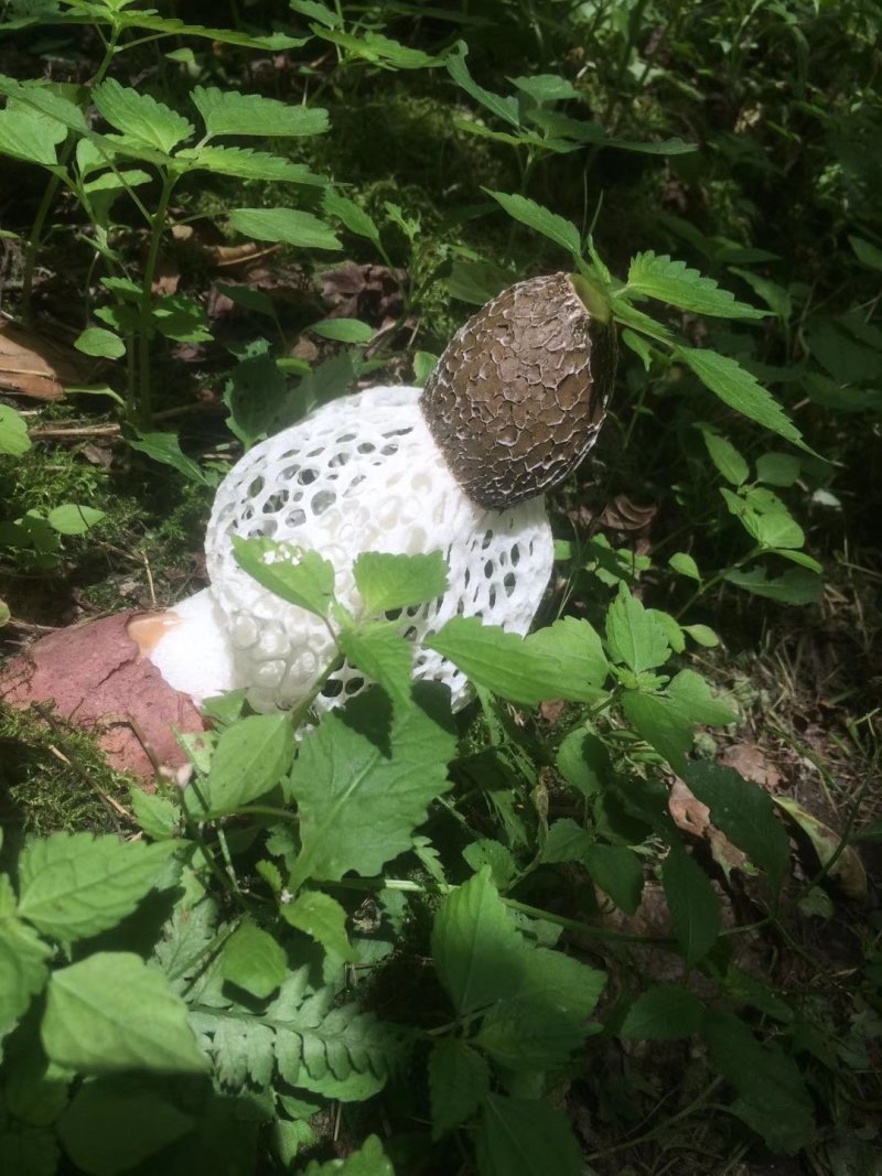 野生红托竹荪，又称短裙竹荪