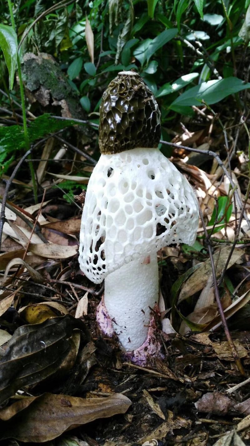 野生红托竹荪，又称短裙竹荪