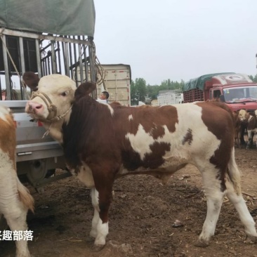 高原地区精品西门塔尔杂交牛犊，威宁黄牛和西门塔尔杂交特色