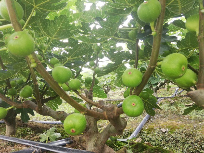 优质无花果鲜果，多年代办经验，整年供货，货源充足