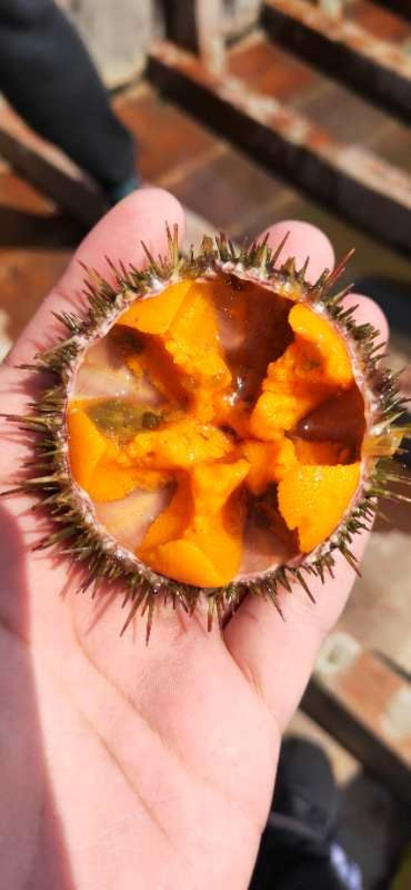 马粪胆