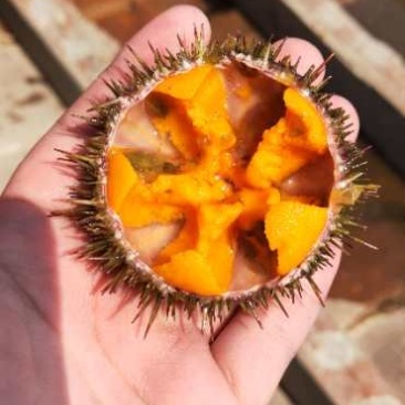 马粪胆