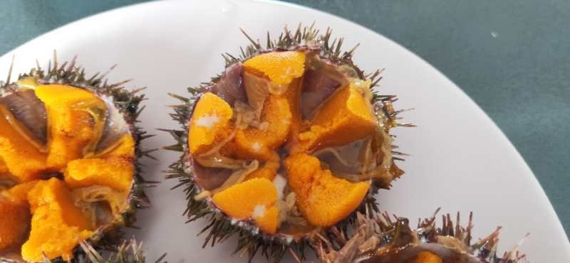 马粪胆