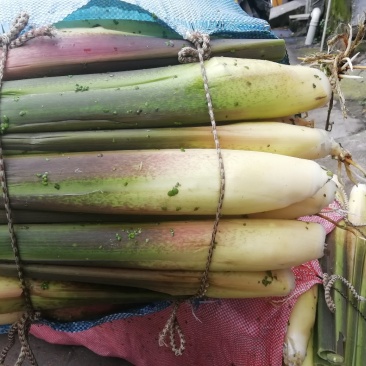 浙茭7号双季茭白种苗，浙江金华产地直发，可实地考察，