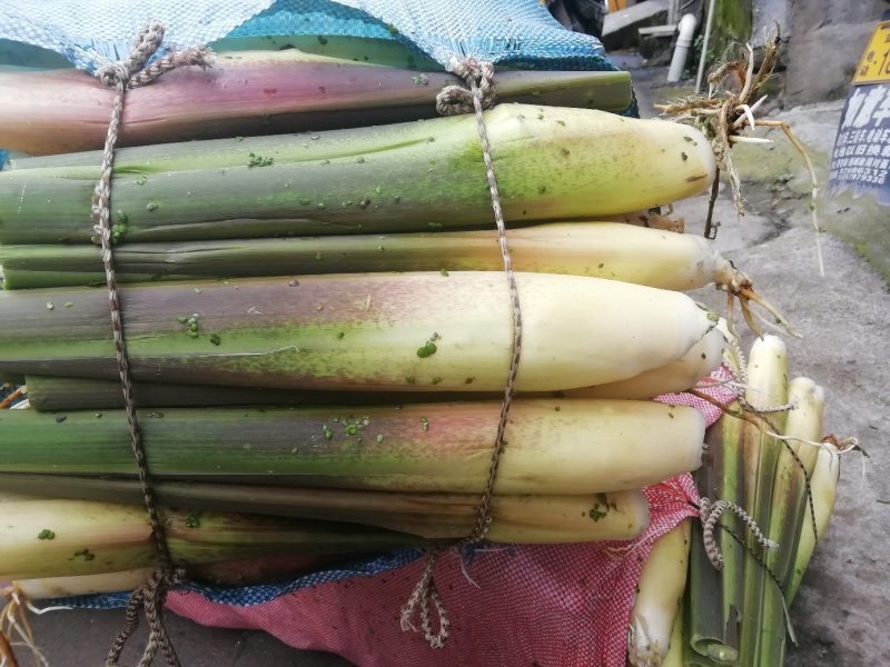 浙茭7号双季茭白种苗，浙江金华产地直发，可实地考察，