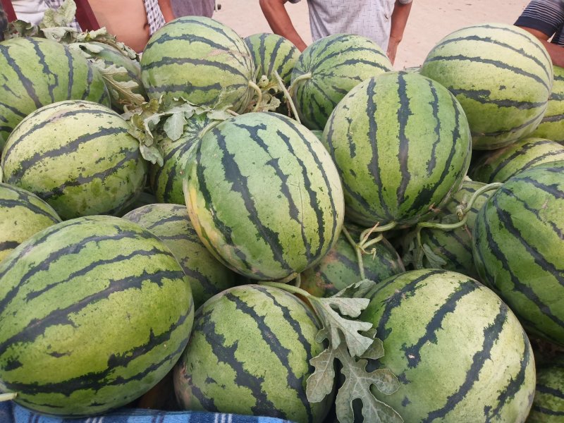 双星西瓜10斤打底9成熟1茬
