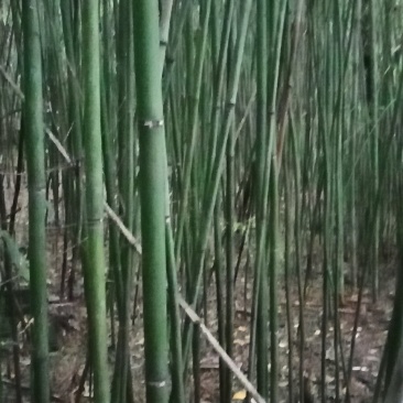 野生小竹子。没有最好，只有更好，现砍现卖！