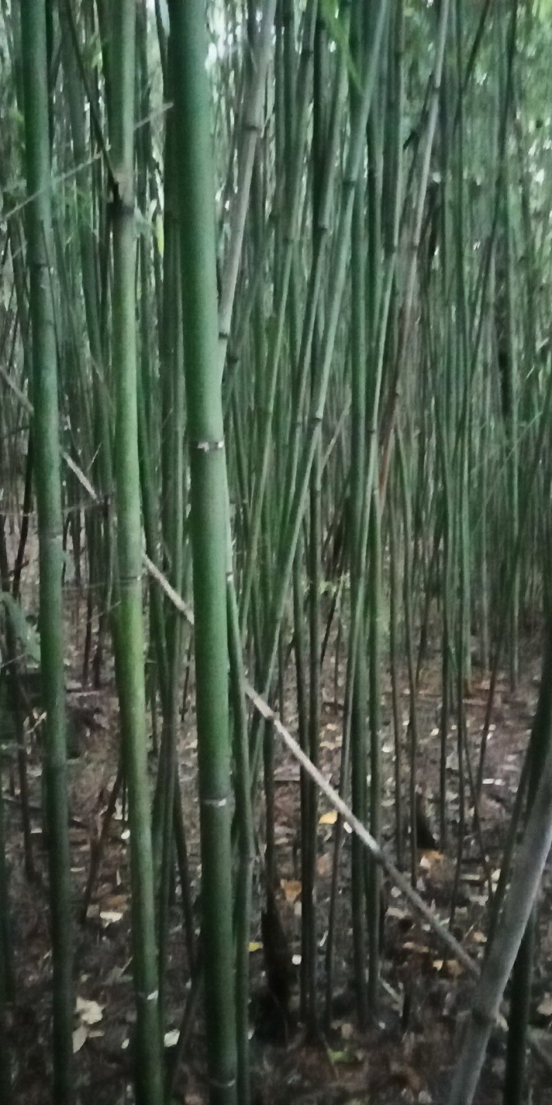 野生小竹子。没有最好，只有更好，现砍现卖！