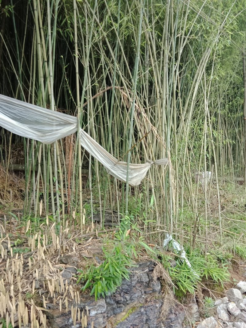 野生小竹子。没有最好，只有更好，现砍现卖！