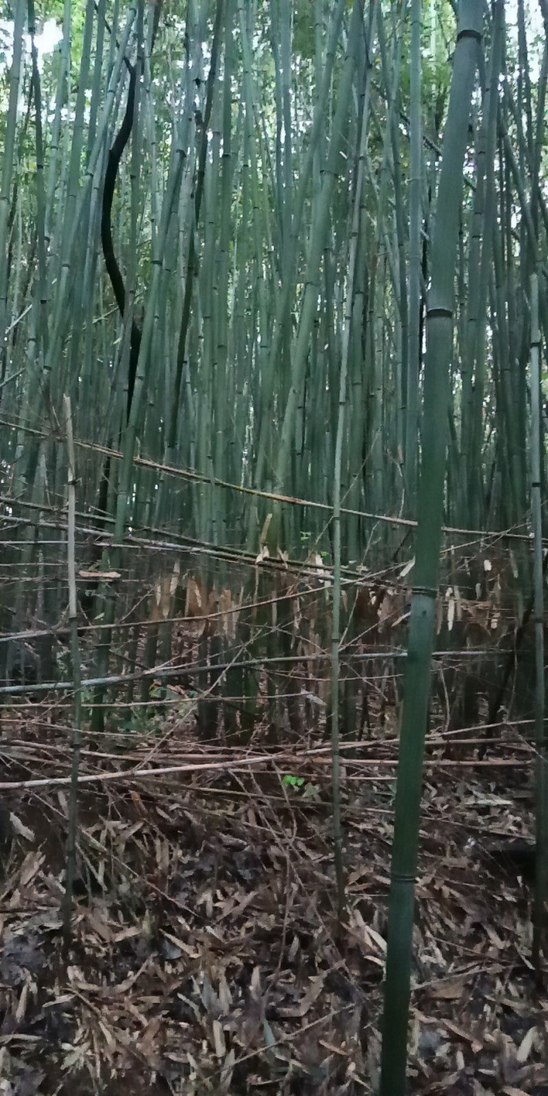 野生小竹子。没有最好，只有更好，现砍现卖！